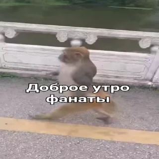 ☀️-Мартышкин пон by @DuoSticker_bot, Telegram Sticker