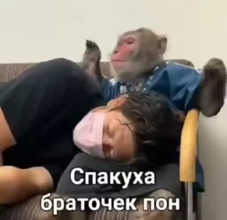 😌-Мартышкин пон by @DuoSticker_bot, Telegram Sticker
