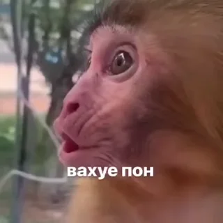 😗-Мартышкин пон by @DuoSticker_bot, Telegram Sticker