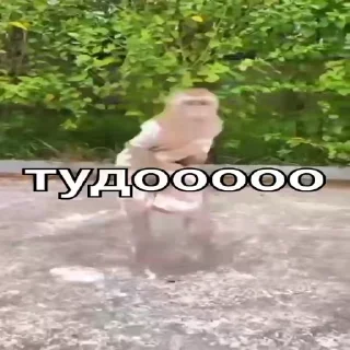 Мартышкин пон by @DuoSticker_bot