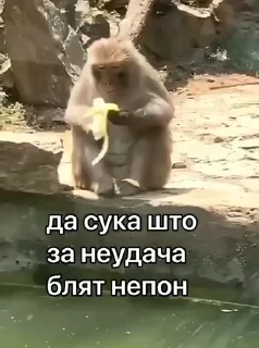 🫥-Мартышкин пон by @DuoSticker_bot, Telegram Sticker