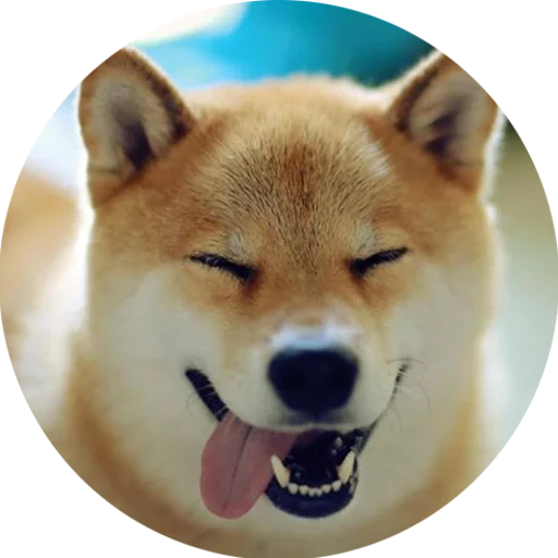 Vasya Piton, telegram sticker
