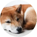 💤-Vasya Piton, Telegram Sticker