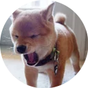 💤-Vasya Piton, Telegram Sticker