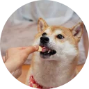 🍕-Vasya Piton, Telegram Sticker