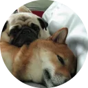 👫-Vasya Piton, Telegram Sticker
