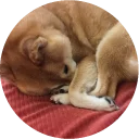💤-Vasya Piton, Telegram Sticker