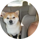 🚗-Vasya Piton, Telegram Sticker