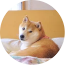 💤-Vasya Piton, Telegram Sticker