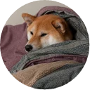💤-Vasya Piton, Telegram Sticker