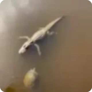 🤝-Amauri Video Steal Pack 1, Telegram Sticker