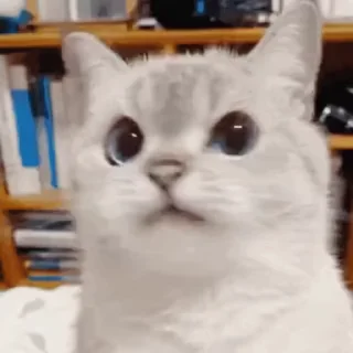 🐱-aLien.xAViERs video kang pack, Telegram Sticker