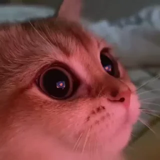 🙀-aLien.xAViERs video kang pack, Telegram Sticker