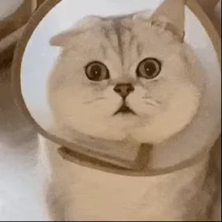 🙀-aLien.xAViERs video kang pack, Telegram Sticker