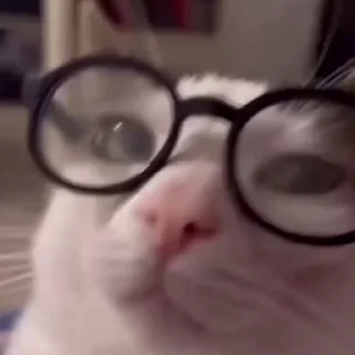 lotso Video Steal Pack