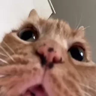 🐈- :: @fStikBot, Telegram Sticker