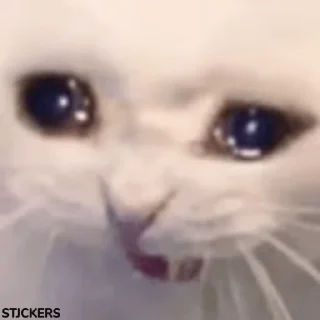 🥺-@STJCKERS پریمیوم تلگرام۱۶۵ت @Majazinoo_accbot, Telegram Sticker