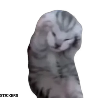 😩-@STJCKERS پریمیوم تلگرام۱۶۵ت @Majazinoo_accbot, Telegram Sticker