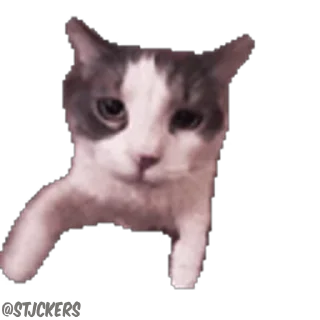 😽-@STJCKERS پریمیوم تلگرام۱۶۵ت @MajazinooBot, Telegram Sticker