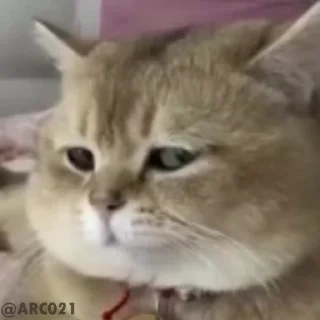 😾-Baby Stickers, Telegram Sticker