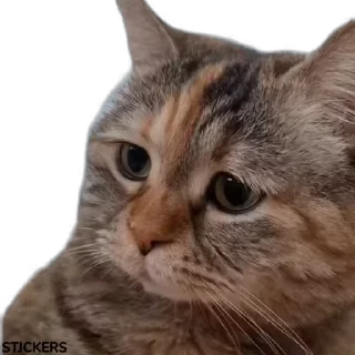 🥺-@STJCKERS پریمیوم تلگرام۱۶۵ت @Majazinoo_accbot, Telegram Sticker