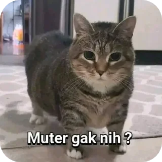 🐱-@warnakesukaanmu Vol.3, Telegram Sticker
