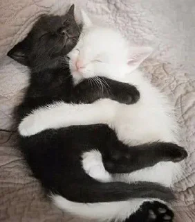 🐱-Больше стиков тут: @stikery4, Telegram Sticker
